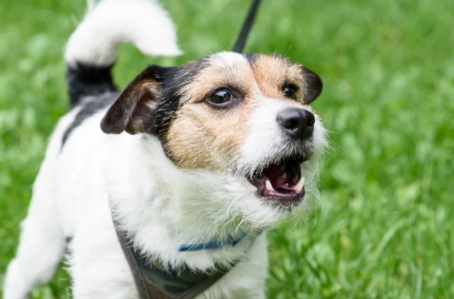 Köpeklerde Öksürük Nedenleri ve Çözüm Yolları Nelerdir?