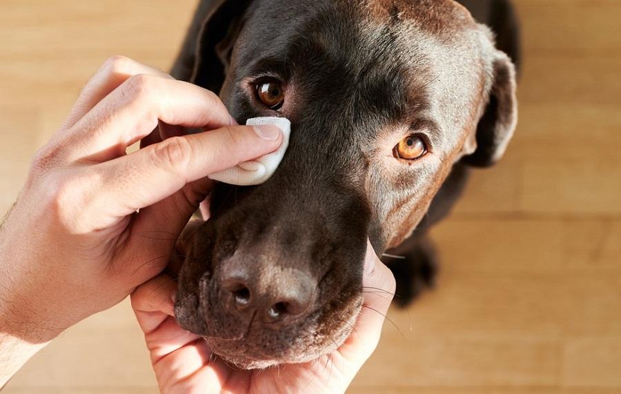 Köpeklerde Oluşan Göz Enfeksiyonu Belirtileri ve Çözüm Yolları Nelerdir? Köpeklerde Oluşan Göz Enfeksiyonu Belirtileri ve Çözüm Yolları Nelerdir?