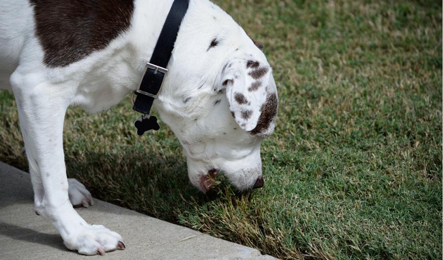 Köpeğim Neden Çimen Yiyor? Köpeklerde Pika Sendromu