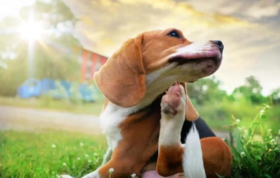Köpeklerde Pire Temizliği İlaçları ve Yapılması Gerekenler Nelerdir? Köpeklerde Pire Temizliği İlaçları ve Yapılması Gerekenler Nelerdir?