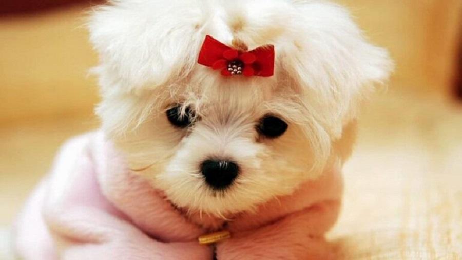 Köpeklerde Regl Dönemi ve Yapılması Gerekenler Köpeklerde Regl Dönemi ve Yapılması Gerekenler