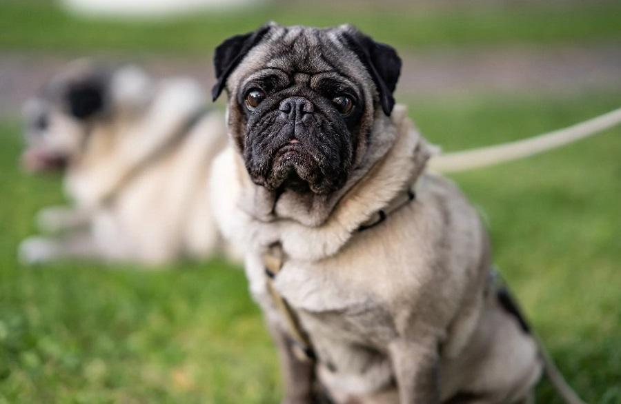 Köpeklerde Siğil Neden Olur?