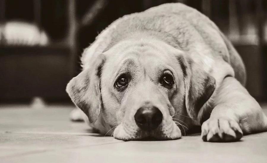 Köpeklerde Sosyal Anksiyete Nedir? Köpeklerde Sosyal Anksiyete Nedir?