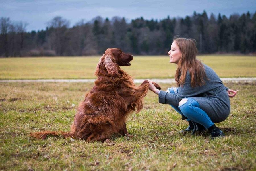 Köpeklerde Temel İtaat Eğitimi Nedir?