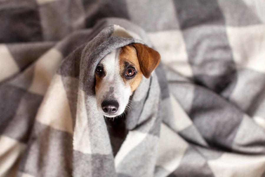 Köpeklerde Titreme Belirtileri Nelerdir? Köpeklerde Titreme Belirtileri Nelerdir?