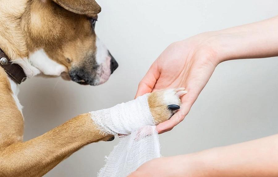 Köpeklerde Topallama: Köpeğim Patisinin Üzerine Basamıyor Köpeklerde Topallama: Köpeğim Patisinin Üzerine Basamıyor