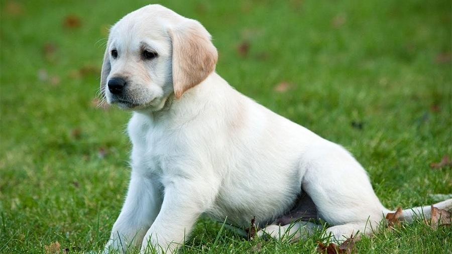 Köpeklerde Tuvalet Eğitimi Nasıl Verilir?