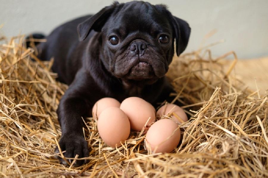Köpeklere Yumurta Verilir Mi?