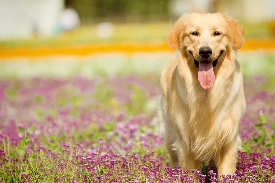 Köpeklerin Bahçede Bakımı Nasıl Yapılır? Köpeklerin Bahçede Bakımı Nasıl Yapılır?