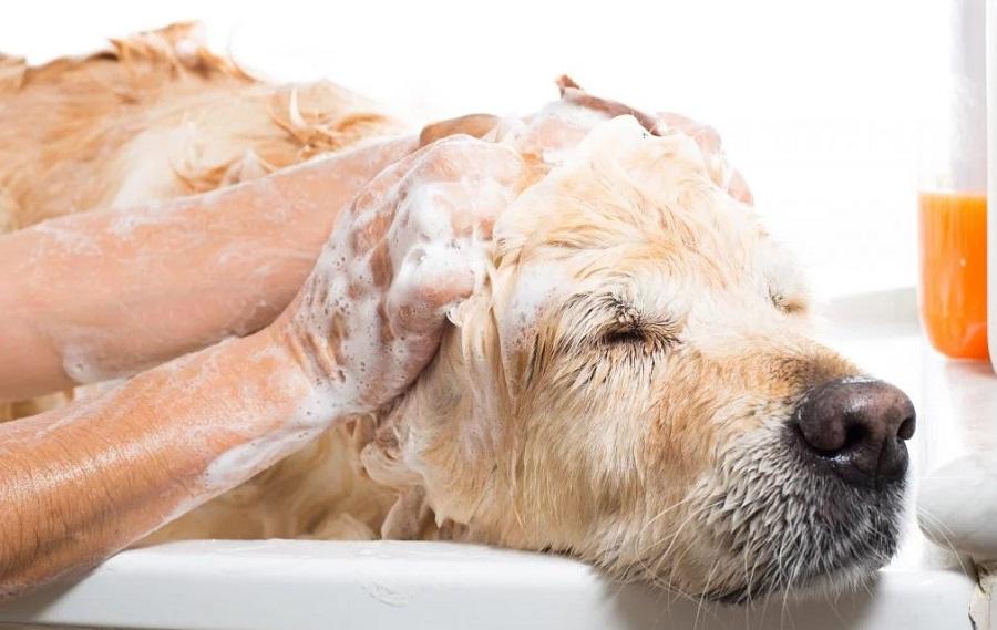 Köpeklerin Banyo Yaptıkları Zaman Aralığı Nasıldır?