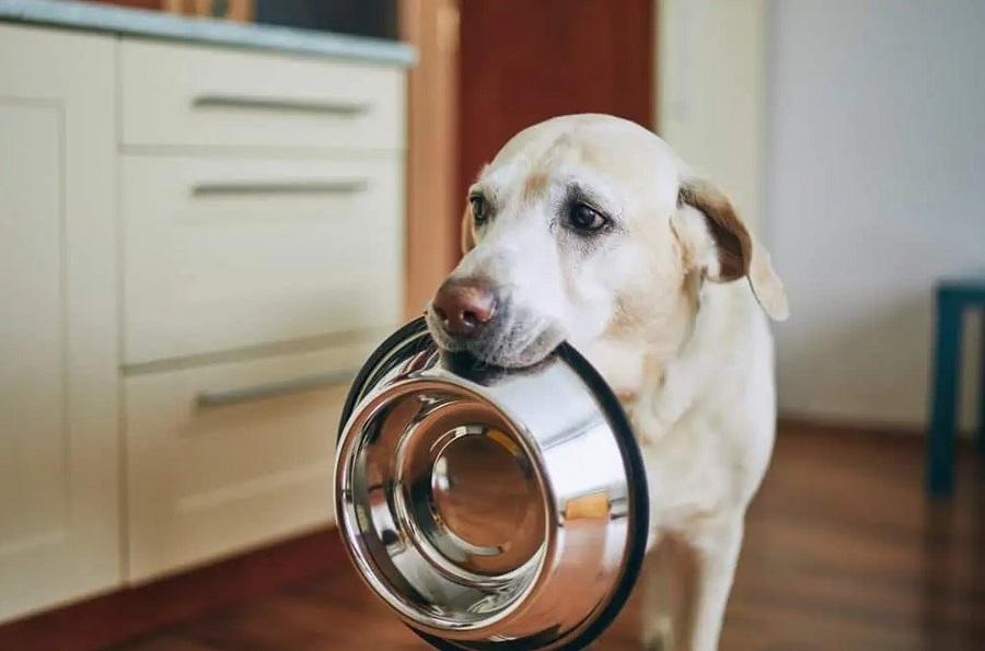 Köpeklerin Bir Günde Yedikleri Yemek Miktarı Ne Kadar?