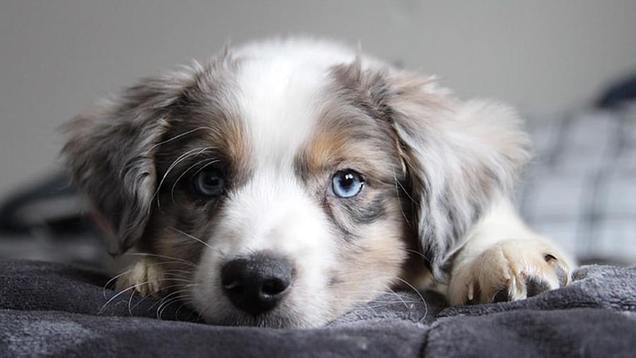 Köpeklerin Bıyıkları Kesilir mi? Köpeklerin Bıyıkları Hakkında Bilmeniz Gerekenler Köpeklerin Bıyıkları Kesilir mi? Köpeklerin Bıyıkları Hakkında Bilmeniz Gerekenler