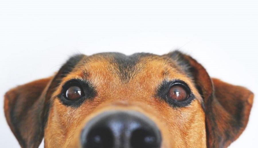 Köpeklerin Görüşü Nasıldır? Köpeklerin Görüşü Nasıldır?
