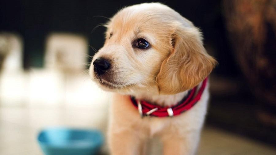 Köpeklerin Sahiplerini Tanıdığını İşaret Eden Belirtiler Nelerdir? Köpeklerin Sahiplerini Tanıdığını İşaret Eden Belirtiler Nelerdir?