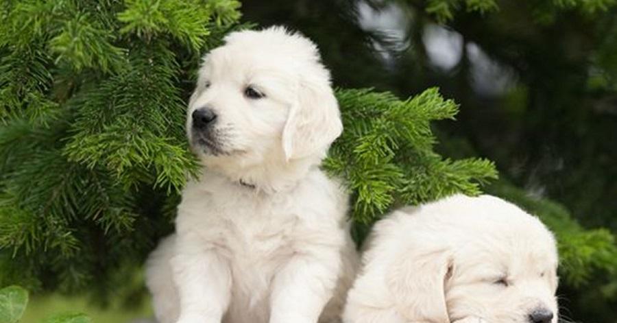 Köpeklerin Sütten Kesilme Zamanı ve Yapılması Gerekenler Nelerdir? Köpeklerin Sütten Kesilme Zamanı ve Yapılması Gerekenler Nelerdir?