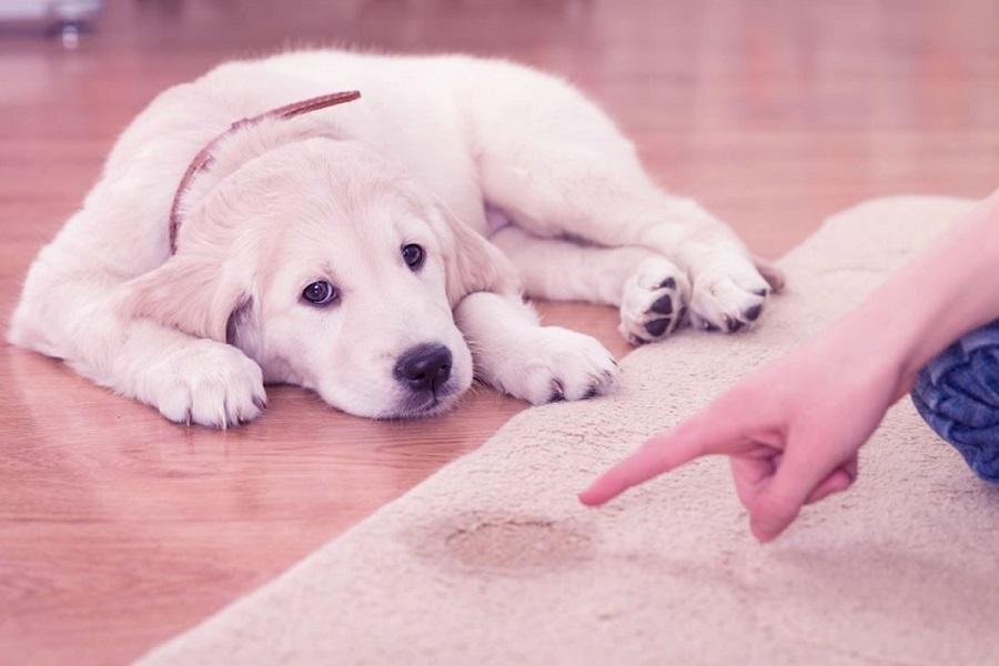 Köpeklerin Tuvaletlerini Tutma Süresi Ne Kadar? Köpeklerin Tuvaletlerini Tutma Süresi Ne Kadar?