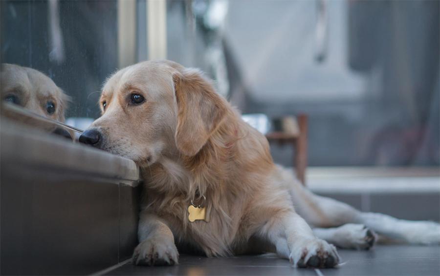 Köpekler Üzülünce Ne Yapar? Köpekler Üzülünce Ne Yapar?