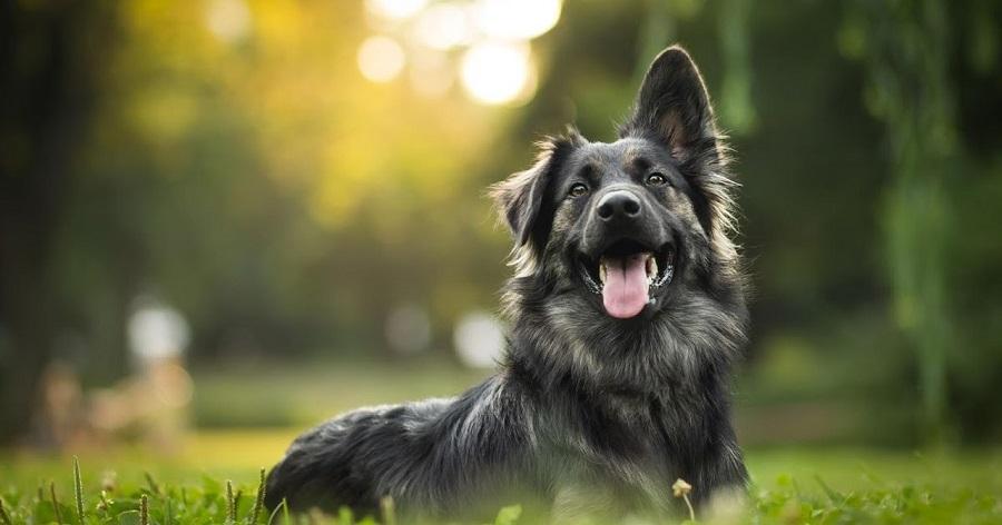 Köpeklerin Yaşı Hesaplaması Nasıl Yapılır? Köpeklerin Yaşı Hesaplaması Nasıl Yapılır?