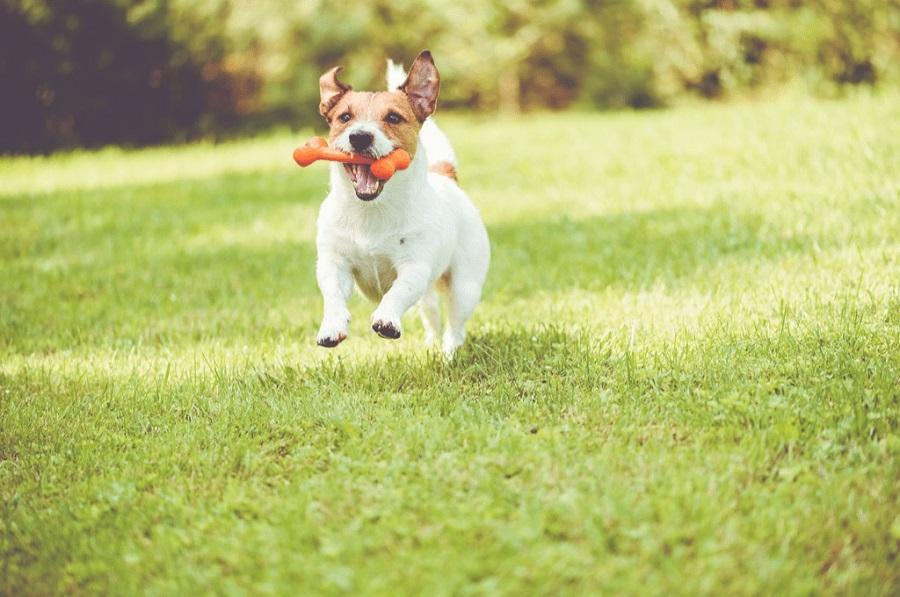 Köpeklerle Oynanabilecek Oyunlar Nelerdir? Köpeklerle Oynanabilecek Oyunlar Nelerdir?