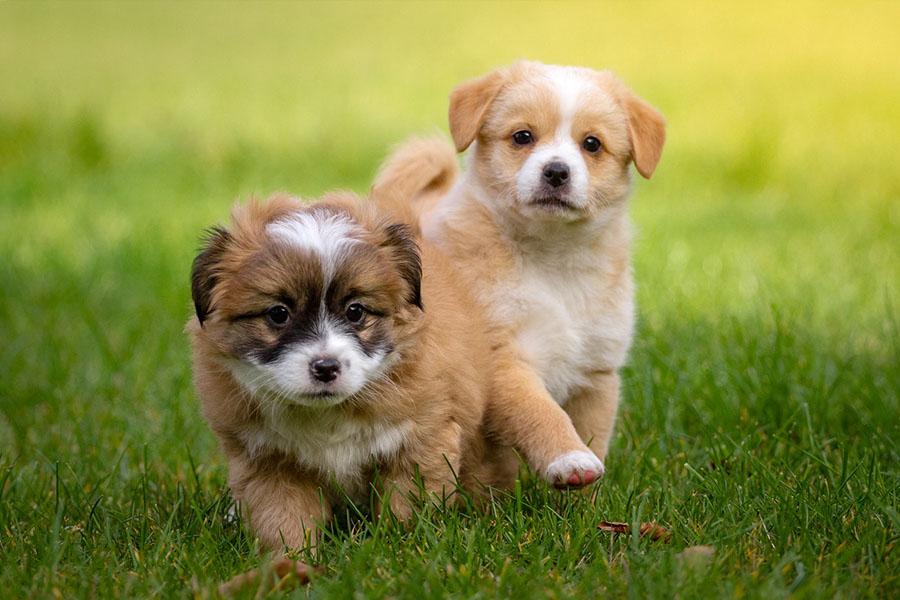 Türkiye'de En Çok Beslenen Küçük Köpek Cinsleri