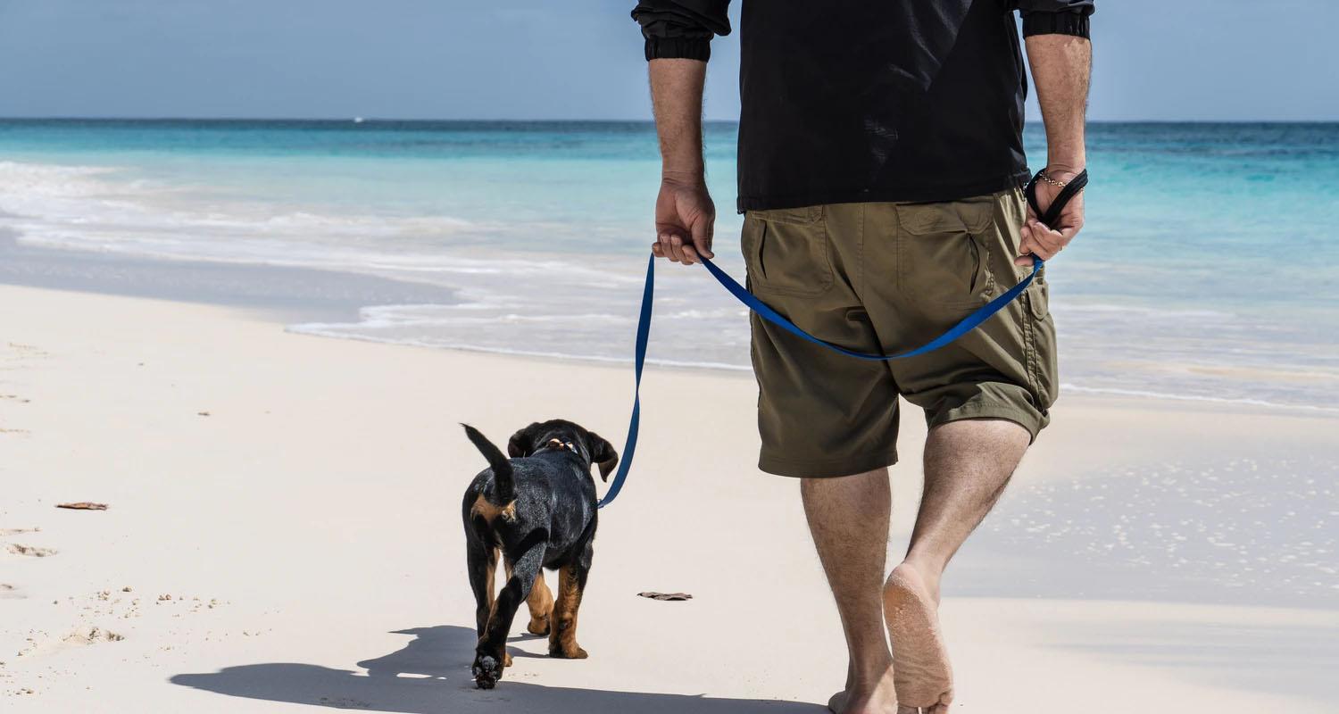 Köpek Sahiplenme Sonrası İlk Ay İçin Yapılması Gerekenler Köpek Sahiplenme Sonrası İlk Ay İçin Yapılması Gerekenler