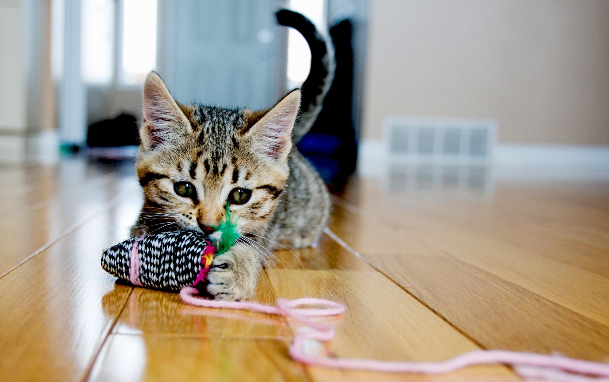 Kedinizle Nasıl Eğlenceli Vakit Geçirirsiniz? Kedinizle Nasıl Eğlenceli Vakit Geçirirsiniz?