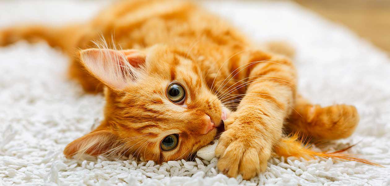 Sarman Kedi Özellikleri Hakkında Her Şey Sarman Kedi Özellikleri Hakkında Her Şey