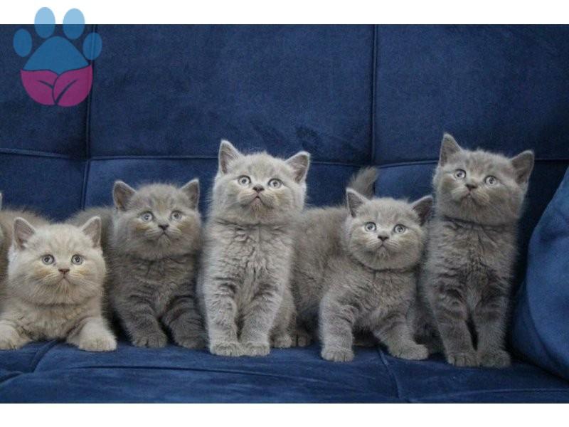 British Shorthair Özellikleri ve British Shorthair Bakımı