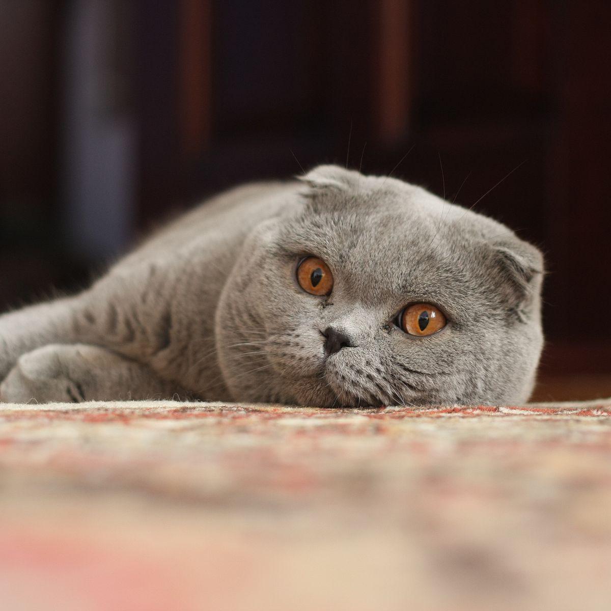Scottish Fold Shorthair Kedi Irkının Tercih Edilme Nedenleri
