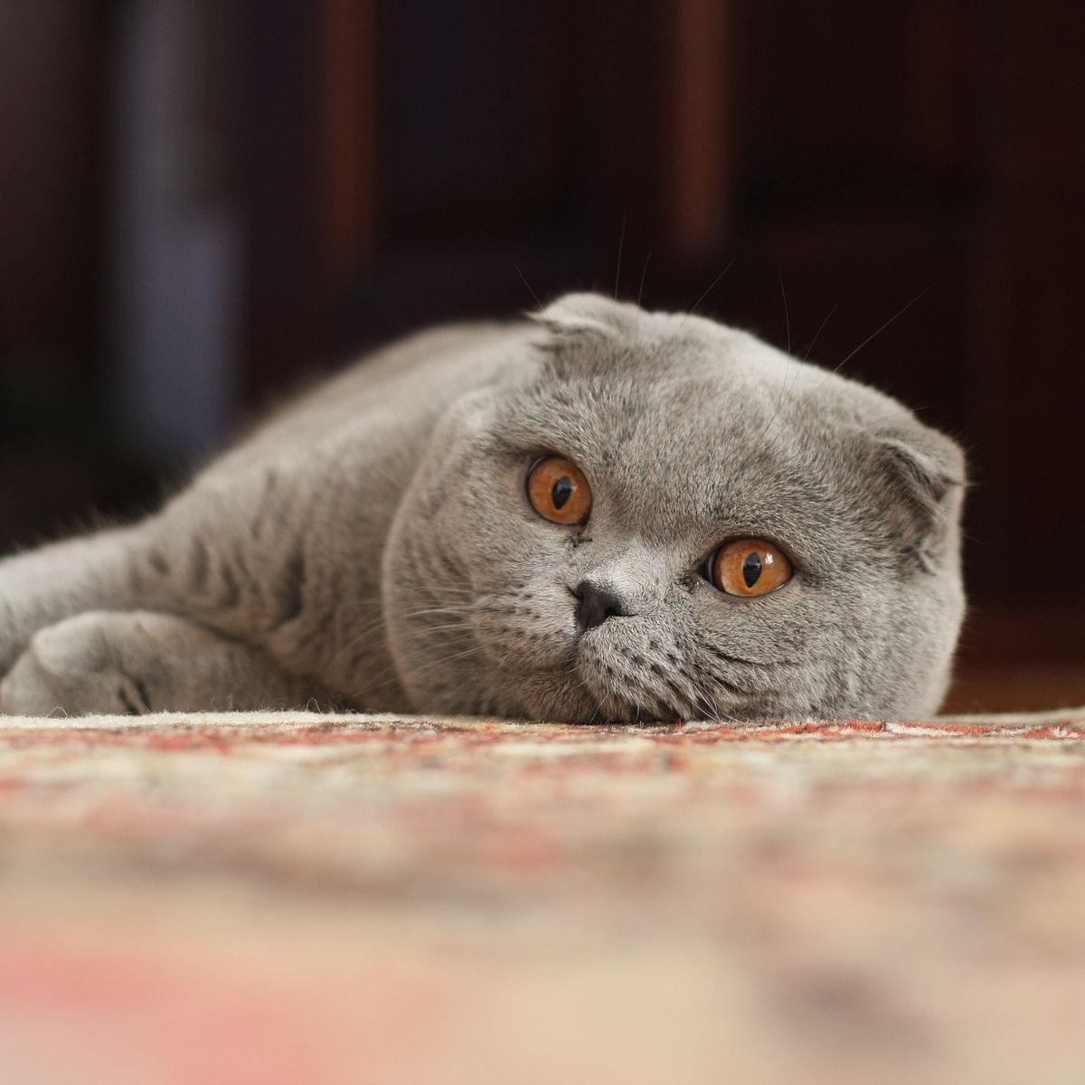 Scottish Fold Shorthair Kedi Irkının Tercih Edilme Nedenleri Scottish Fold Shorthair Kedi Irkının Tercih Edilme Nedenleri