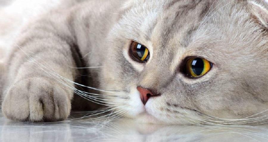 Scottish Fold Çiftleşmesi: Scottish Fold Hangi Cinsle Çiftleştirilmeli?