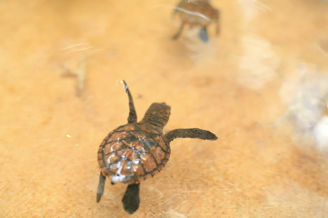 Su Kaplumbağası Bakımı ve İpuçları