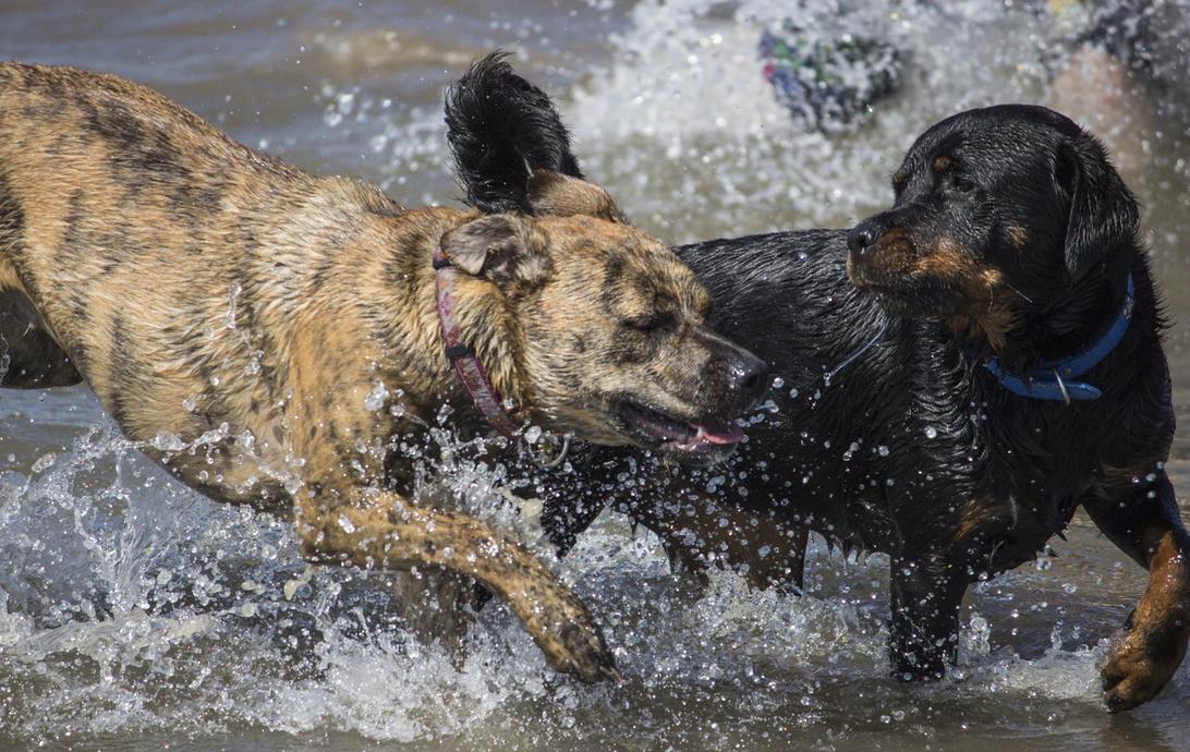Köpeğinize Suyu Sevdirme Yolları ve Köpeklerde Su Fobisi Köpeğinize Suyu Sevdirme Yolları ve Köpeklerde Su Fobisi