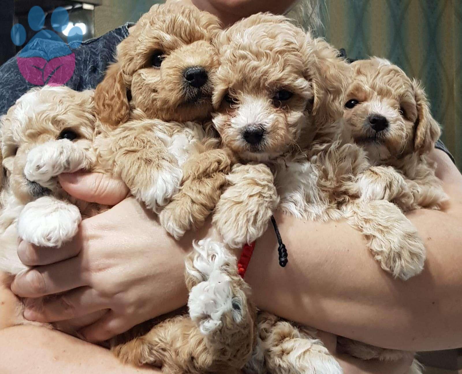 Toy Poodle Nasıl Sahiplenebilirim? Toy Poodle Fiyatları
