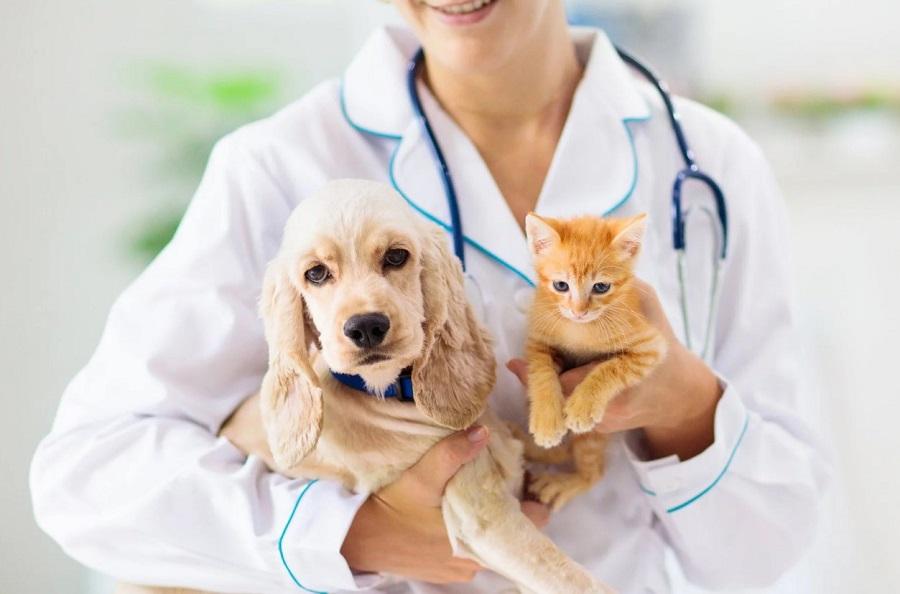 Veteriner Hekim Seçimi Nasıl Yapılır? Veteriner Hekim Seçimi Nasıl Yapılır?