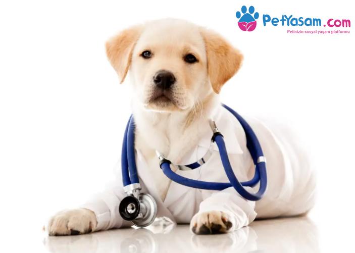 Köpeğinizin Hasta Olabileceğinin En Önemli 10 İşareti