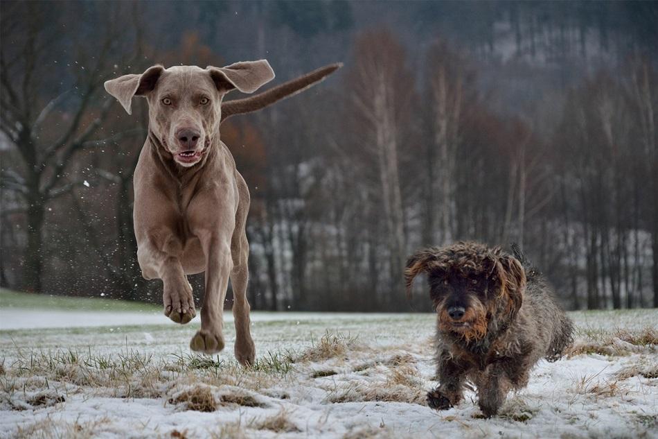 Köpeğin Kökeni - Evcilleştirilmesi: Köpeklerin Ataları Kim?