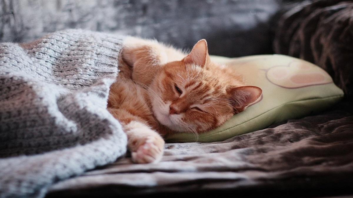 Yavru Kediler Ne Kadar Uyur?