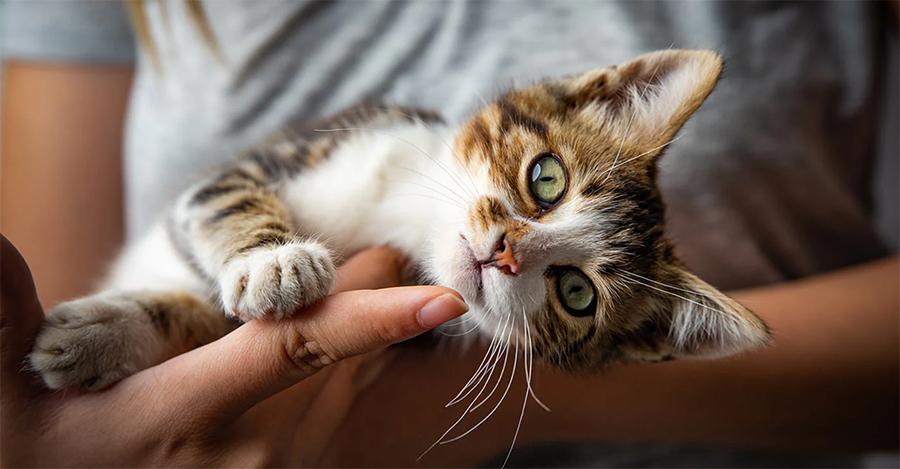 Yavru Kedilerde Kabızlık Belirtileri