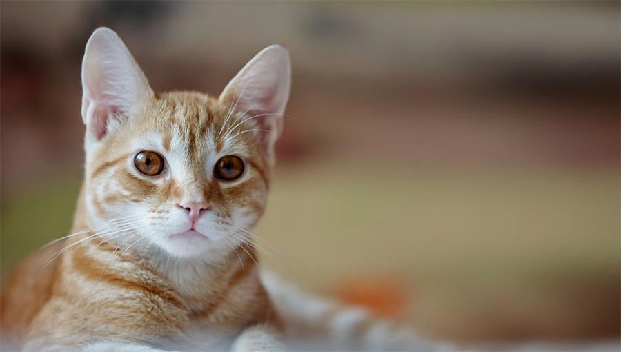 Yavru Kedimin Karnı Şişti: Yavru Kedilerde Karın Şişliği