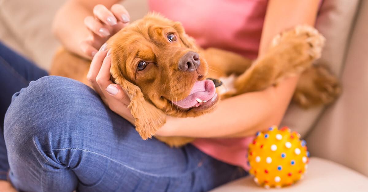 Yavru Köpekle Bir Ay Nasıl Geçmeli Yavru Köpekle Bir Ay Nasıl Geçmeli