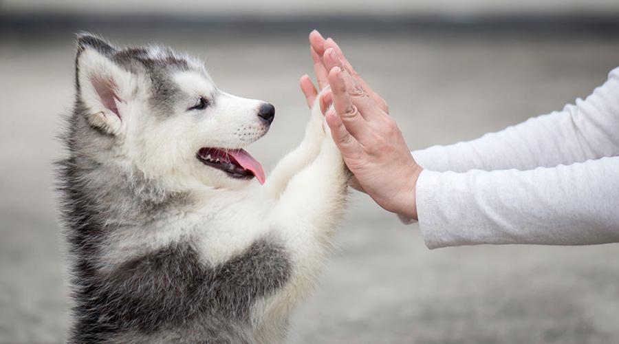 Yavru Köpeğin Sahibini Tanıması Ne Kadar Sürer