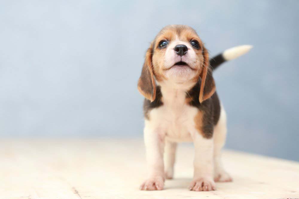 Yavru Köpek Seçimi: Dikkat Edilmesi Gereken Noktalar Yavru Köpek Seçimi: Dikkat Edilmesi Gereken Noktalar