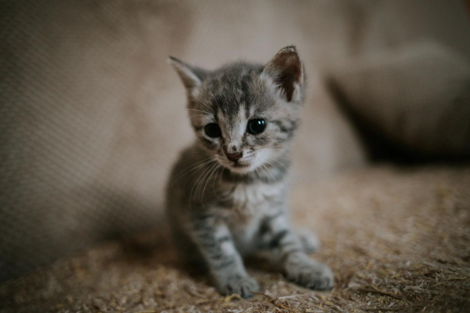 Kediniz ile Geçireceğiniz İlk 1 Yıl İçin Yapmanız Gerekenler Kediniz ile Geçireceğiniz İlk 1 Yıl İçin Yapmanız Gerekenler