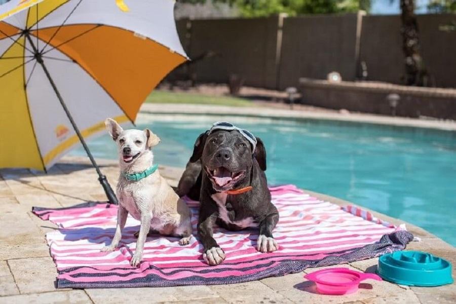 Köpek Serinletme Yolları: Aşırı Sıcaklar Köpeğinizi Etkiler