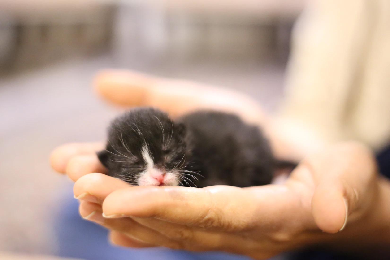 Yeni Doğan Yavru Kedi Bakımı ve Nasıl Besleneceği