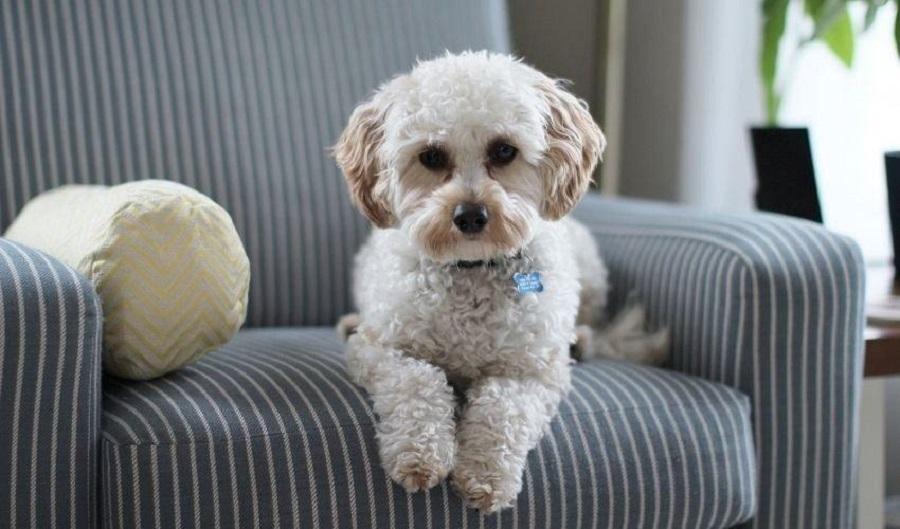 Yetişkin Köpeğin Eve Alışması Ne Kadar Sürer