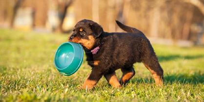 Yavru Köpek Beslenmesi Nasıl Olmalı? 1 Aylık Köpek Ne Yer?