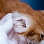 Kedilerde Kulak Uyuzu Neden Olur
