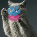 British Shorthair Eklem Ağrısı Olur Mu, Nasıl Anlaşılır? British Shorthair Eklem Ağrısı Olur Mu, Nasıl Anlaşılır?